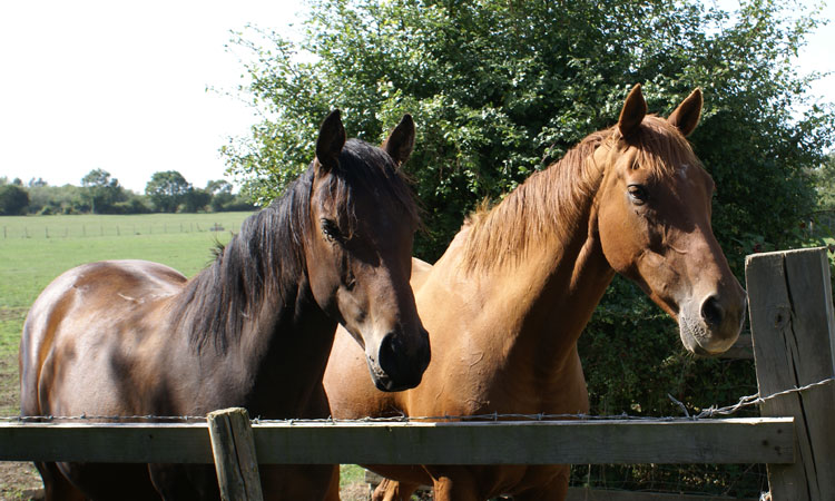 Horses on the farm